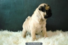 Carlinos Pug Machos y Hembras Con 2 Meses Con Pedigre !!! - mejor precio | unprecio.es