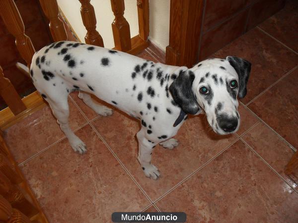 DALMATA DE 5 MESES DE EDAD