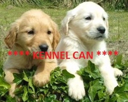 Excelentes Cachorritos de Golden Retriever