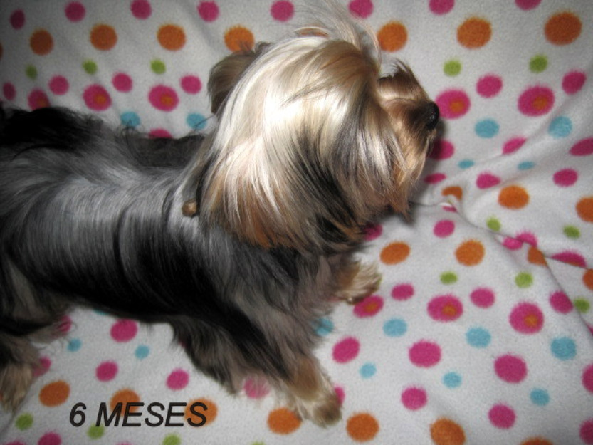 Precioso macho yorkshire de 6 meses y medio