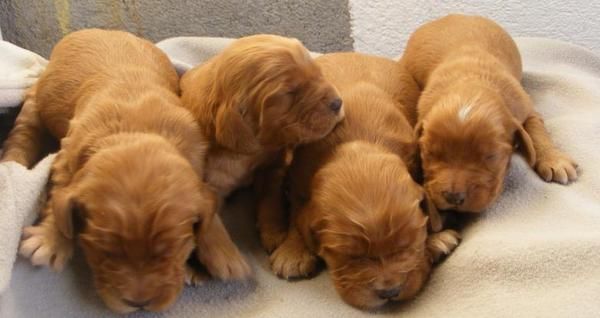 se vende cocker spaniel ingles pedigree de mes y medio