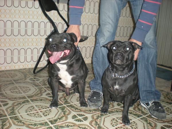 staffordshire bull terrier proxima camada