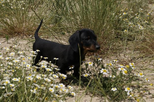 Teckel cachorros listos para entregar Fotos Reales