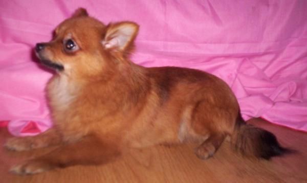 VENDO MACHO POMERANIA DE 6 MESES