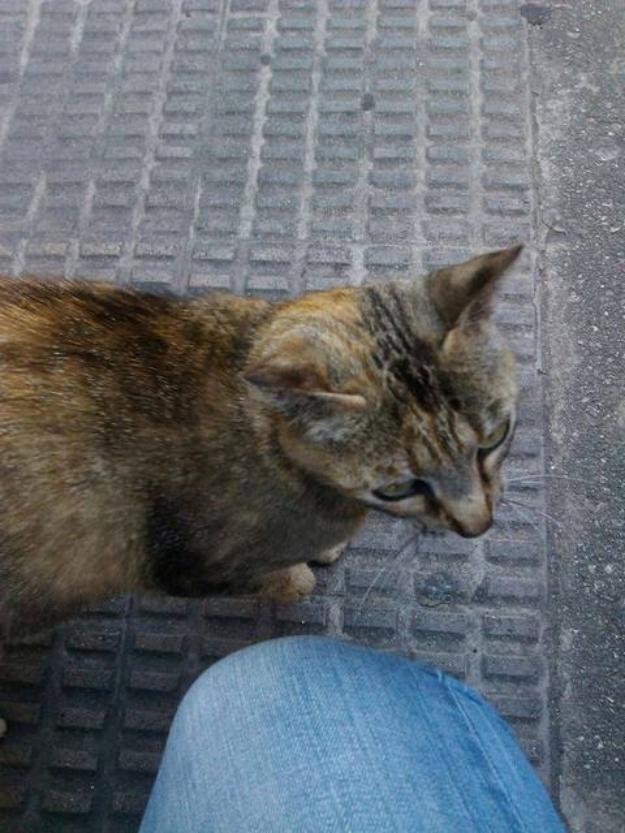 Acogida para 2 gatos jovenes , ESTÁN en la calle