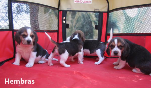 Beagles tricolores en oferta nietos del campeon de españa