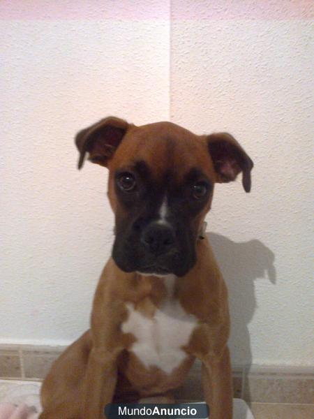 cachorro de boxer disponible