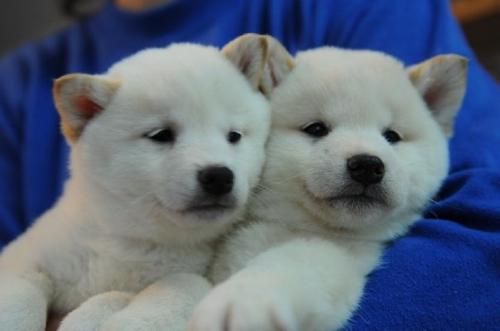 Cachorros SHIBA INU