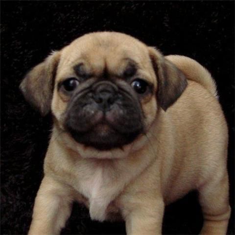 Preciosa camada de Pugs cachorros 150euro