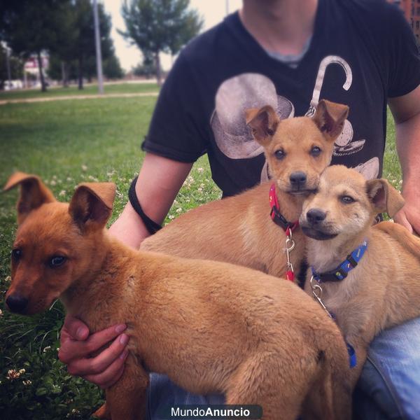 Regalo cachorros abandonados