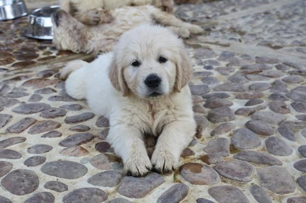 Se vende excelente camada de Golden Retriever