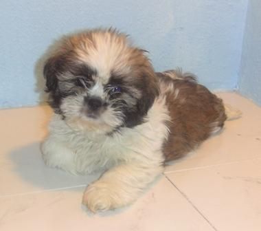 SHIH  TZU   350  c/u