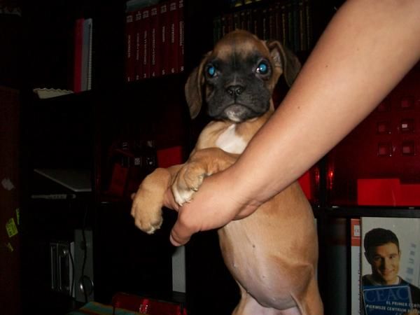 VENDO BOXER A 250 EUROS CON PEDIGREE