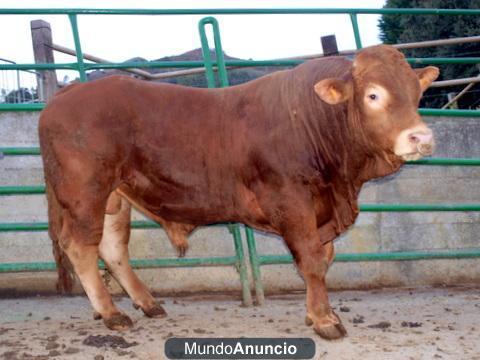 Vendo toro Limousin en Alonsotegi ( Bizkaia)