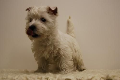 westy, cachorros de 8 semanas, con pedegree