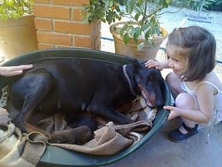 Cachorros de Doberman