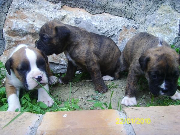 Camada de boxer