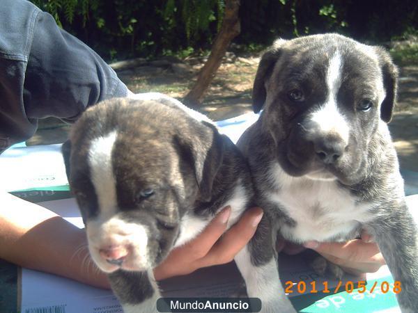 dogo canario x american