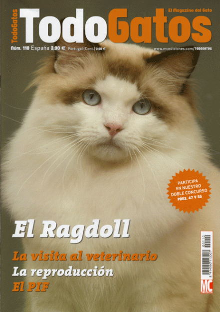 Gatitos ragdoll de calidad!!! no tires tu dinero...