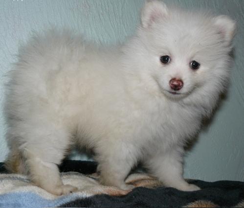 Pomerania cachorro hembra