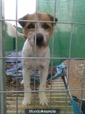 RUFO, PRECIOSO CRUCE DE TERRIER QUE LLEVA DOS AÑOS ESPERANDO UNA ADOPCIÓN.