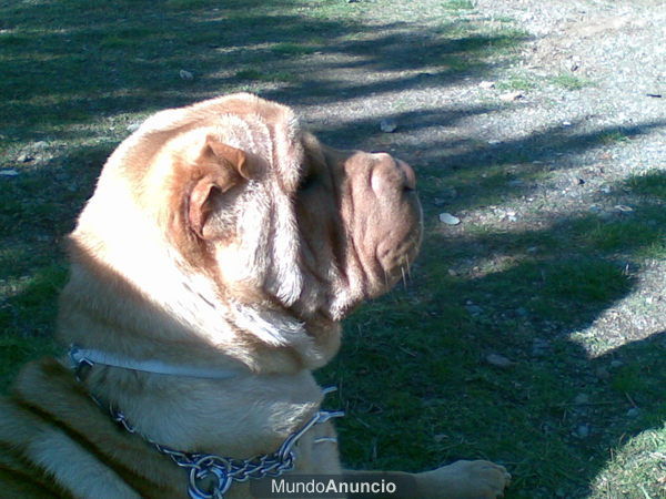 shar-pei se ofrece para montas