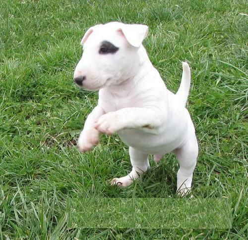 Adopcion de cachorro hembra bullterrier