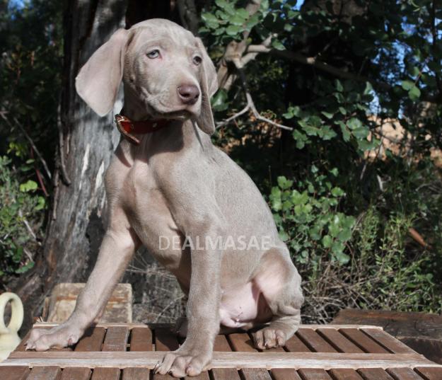 BRACO DE WEIMAR.  WEIMARANER