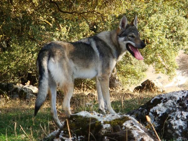 cachorro de perro lobo