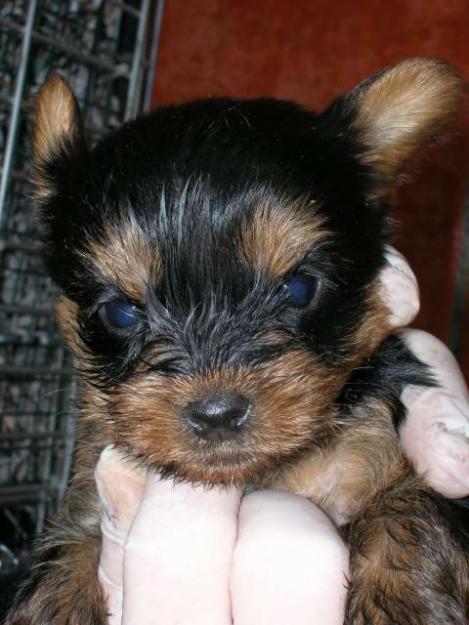 Cachorros de Yorkshire para Navidades