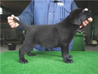 camada de labradores