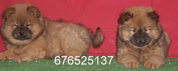 Cariñosos cachorros de Chow chow, buen precio