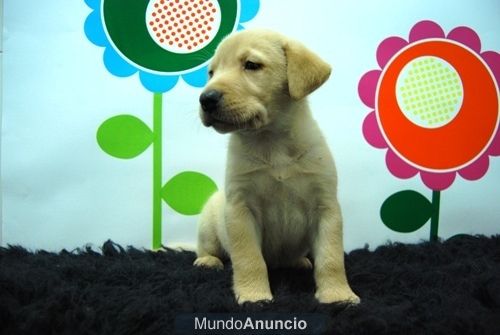 Labrador ( color Arena ) Cachorretes de Calidad