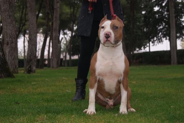 PIT BULL AMERICANO