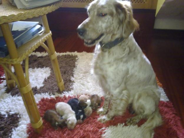 Regalo cachorros, hijos de Setter Ingles Santiago de Compostela