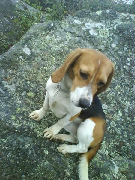 SE VENDE PERRO DE RAZA  BEAGLE BARATO