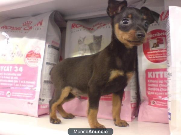 Vendo pinscher miniatura 3 Meses