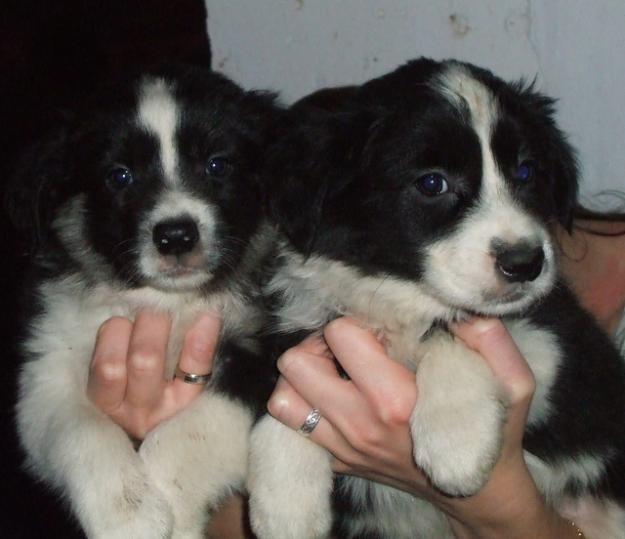 Venta de camada Border Collie