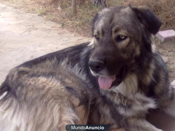 adopcion de perro