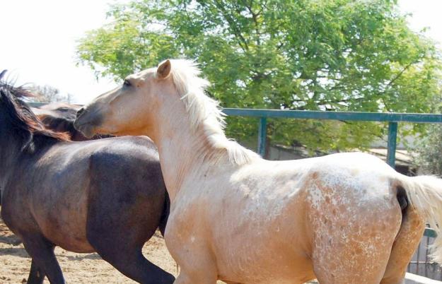 APPALOOSA EN PERLA