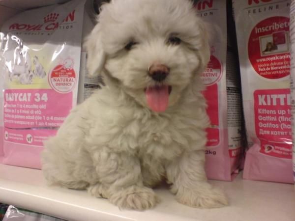 BICHON MALTES :Preciosa camada en venta!