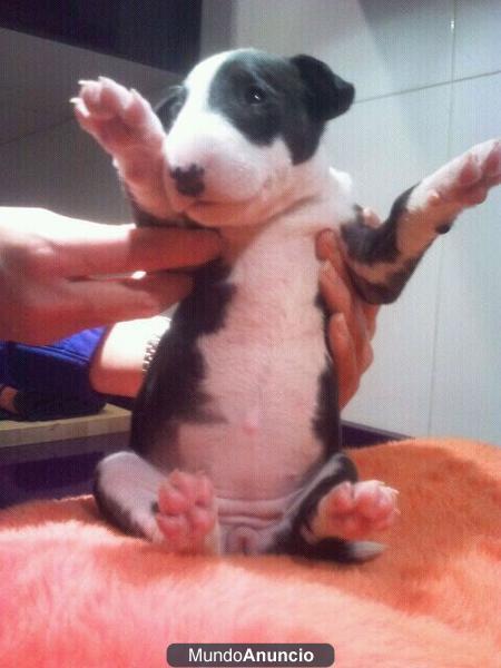 cachorritos bullterrier