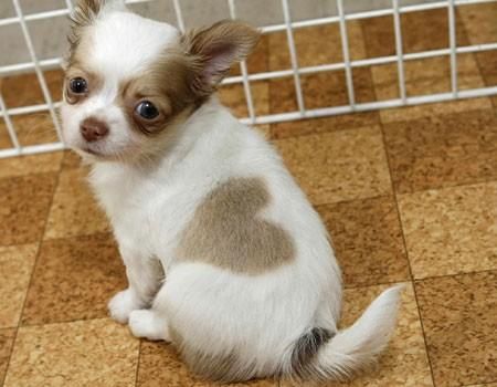 Chihuahua cachorros