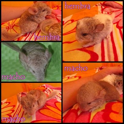 chinchillas 3 meses