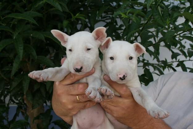 IMPRESIONANTES CACHORROS DE BULL TERRIER