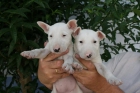 IMPRESIONANTES CACHORROS DE BULL TERRIER - mejor precio | unprecio.es