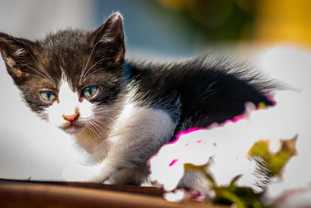 Regalo esta preciosa gatita