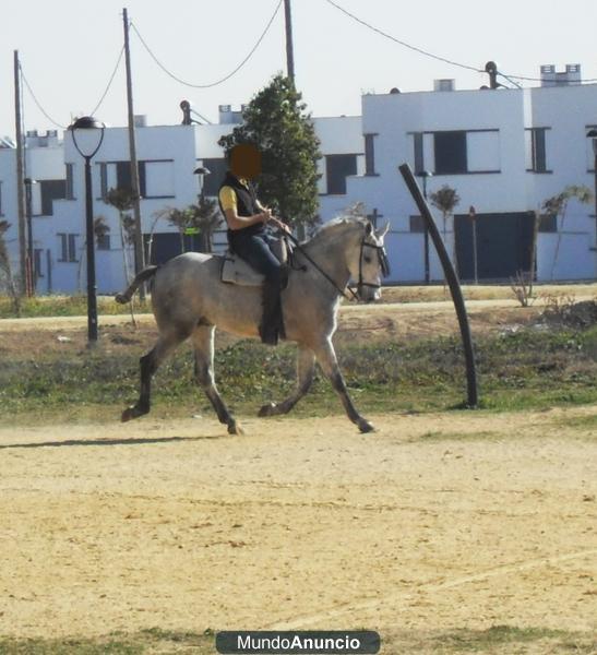 vendo caballo