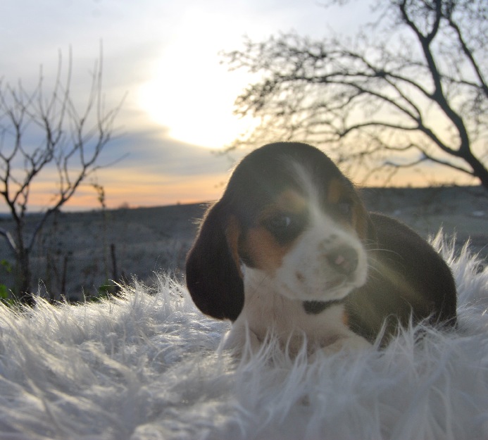 Beagle inscritos en loe de la rsce