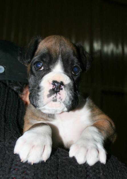 boxer cachorrita dorada